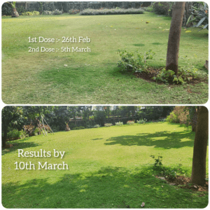 Lush Green Lawn